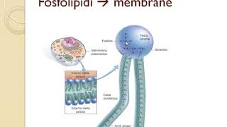 viventi e biomolecole [upl. by Ortensia]