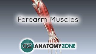 Forearm Muscles Part 1  Anterior Flexor Compartment  Anatomy Tutorial [upl. by Cusack605]