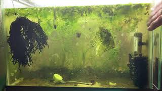 Scuds Daphnia Cherry Shrimp Copepods My aquatic food culture [upl. by Phyllis]