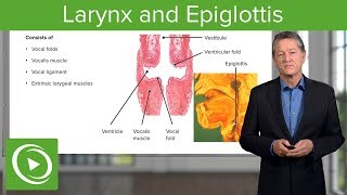 Larynx and Epiglottis – Respiratory Histology  Lecturio [upl. by Sells]