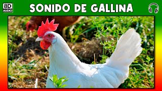 SONIDO DE GALLINA 🐔 [upl. by Schwinn]