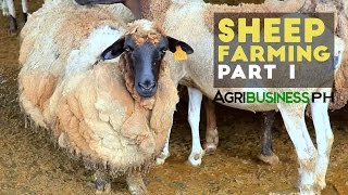 Sheep farming in the Philippines  Sheep farming part 1 Agribusiness [upl. by Teage412]