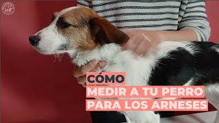 Cómo medir a tu perro para los arneses  Pampermut [upl. by Alessig]