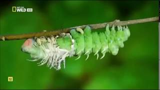 Insectos increíbles Documental Nat Geo [upl. by Dewayne]