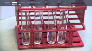 How to perform colony PCR [upl. by Ylluz]