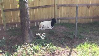 Dorper Sheep vs Katahdin Sheep Why they are Crossed [upl. by Bodkin367]