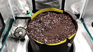 Growing Autoflowers  Ep1 Preparing Soil amp Planting Seed [upl. by Ciaphus]