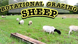 Rotational Grazing Sheep on a Small Scale [upl. by Losiram447]