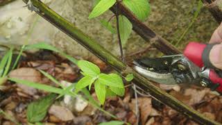 Pruning Perennial Plants Salvia Care [upl. by Meeharbi580]