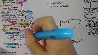 Digestive System  Summary [upl. by Llekcm]