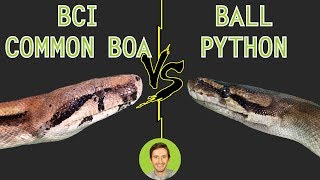 Ball Python vs Common Boa BCI  Head To Head [upl. by Heywood]