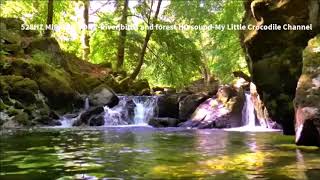 528Hz Miracle Tone  Riverbirds amp forest sound HD  No Headphones Required  4 Hours [upl. by Peppel]