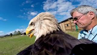 An American Bald Eagle flies with a GoPro [upl. by Oiramd]