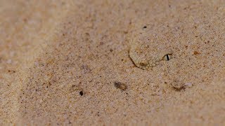 Eyes in the sand — Sahara sand viper [upl. by Etnohs540]