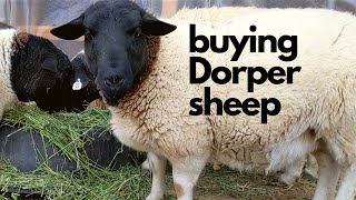 Dorper Sheep Shopping [upl. by Engamrahc]