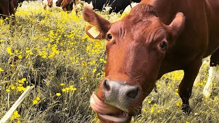 COW VIDEO REAL COWS MOOING AND GRAZING 🐄 [upl. by Ylsel]