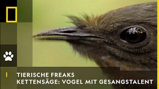 TIERISCHE FREAKS  Kettensäge amp Autoalarm Vogel mit Gesangstalent  National Geographic [upl. by Yromem]