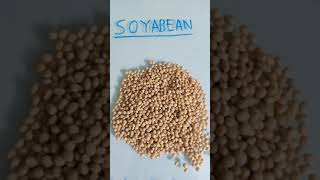 Soyabean and Soya chunks difference  High protein source in soya chunks  low fat in soya chunks [upl. by Haugen]