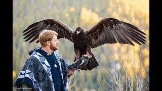 Falconry How to best prepare for training a Golden Eagle [upl. by Renat]