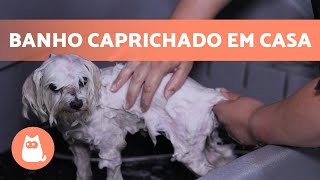 Como dar banho em CACHORRO em CASA 🐶🚿 Técnica Profissional [upl. by Lavro]