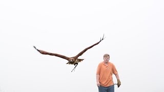 An Introduction to Falconry [upl. by Chapnick]