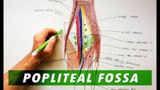 Popliteal Fossa  Boundaries amp Contents  Anatomy Tutorial [upl. by Particia]