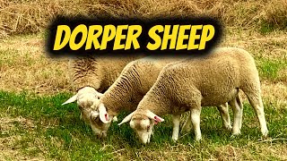 White Dorper Sheep [upl. by Blinnie]