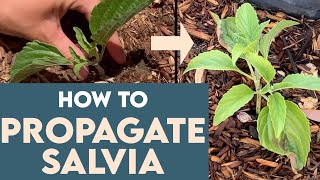 How To PROPAGATE SALVIA Easy For Beginners [upl. by Elliven]