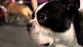 Boston Terrier Dog Rescue Inspires Foster Adoption A Heartwarming Tale [upl. by Debbi]