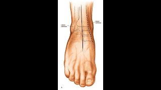 Anterior Approach to the Ankle [upl. by Ribaj100]