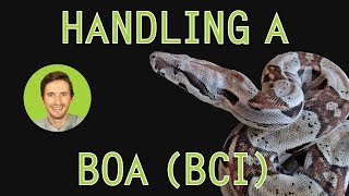 How to Handle a Boa [upl. by Eleanore]