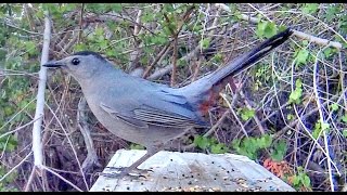 Catbird Mew Calls  Extreme Close Up [upl. by Wesla]