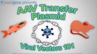 AAV Transfer Plasmids  Viral Vectors 101 [upl. by Niveg]