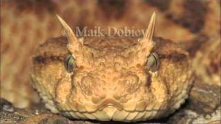 Arabian Horned Viper [upl. by Bj]