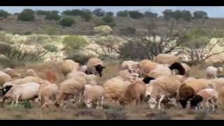 Dorper Sheep Thrive in Outback Australia [upl. by Rimisac]