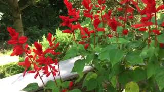 The Key to Gorgeous Red Salvia Flowers is Pruning pruning [upl. by Edina]