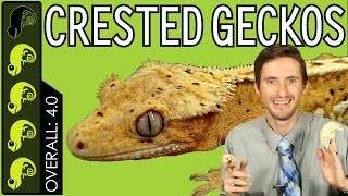 Crested Gecko The Best Pet Reptile [upl. by Annadroj]