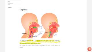 What is epiglottis [upl. by Llebiram]