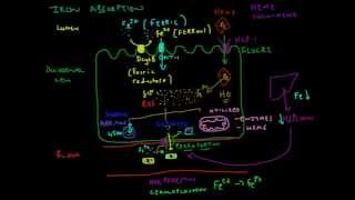 Iron Absorption Explained [upl. by Reggi]