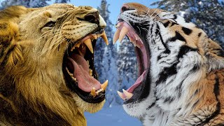 AFRICAN LION VS SIBERIAN TIGER  Which is Stronger [upl. by Nnylecyoj388]