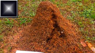 Fire Ant Mound FURY [upl. by Nodyarg]