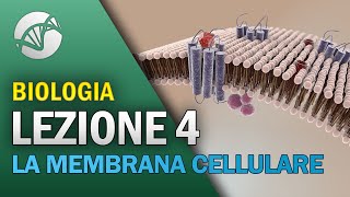 BIOLOGIA  Lezione 4  La Membrana Cellulare [upl. by Indihar652]