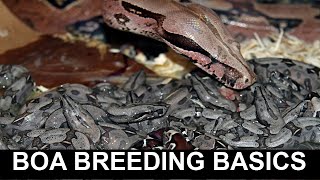 Boa Breeding Basics [upl. by Dominic]