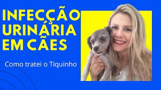 Tratamento para Infecção URINARIA em cães como eu tratei o Tiquinho [upl. by Nivat599]