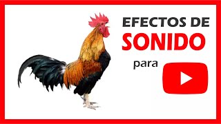 GALLO cacareando 🐓 EFECTO DE SONIDO [upl. by Nicks]