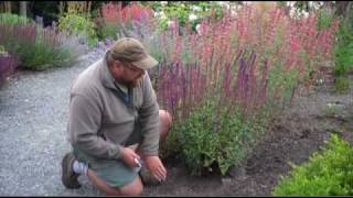 Saving Salvia Seeds [upl. by Gaynor]