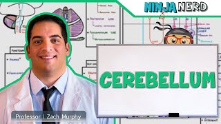 Neurology  Cerebellum Anatomy amp Function [upl. by Leitao]