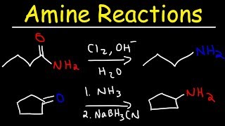 Amine Synthesis Reactions [upl. by Sarson]