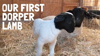 Dorper Sheep Lambing Day 1 OUR FIRST LAMB ON THE HOMESTEAD [upl. by Gleason666]