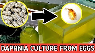 HOW TO HATCH DAPHNIA EGGS  HOW TO CULTURE DAPHNIA [upl. by Hesky475]